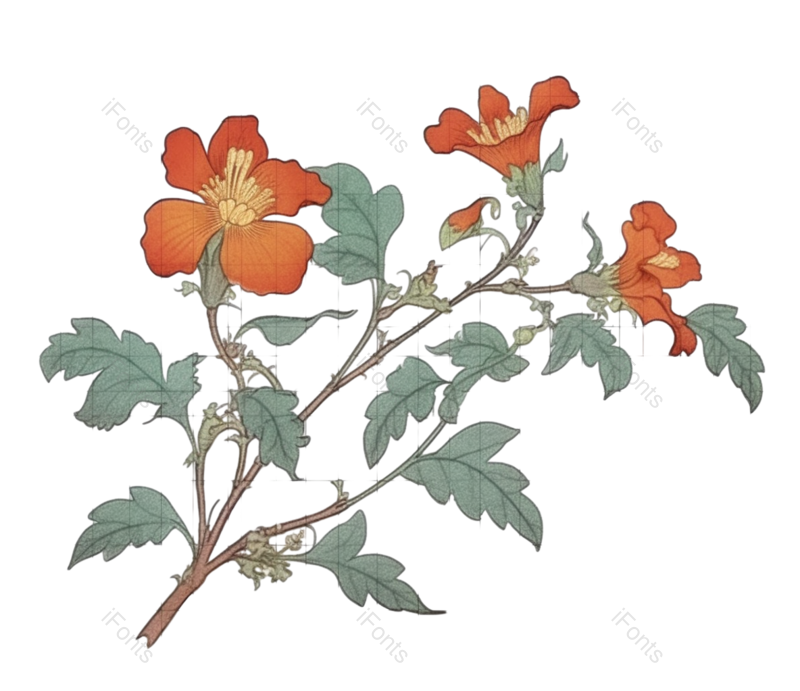 红色的花图片,白色背景元素,灰色背景PNG,植物免抠素材